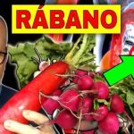 el-jugo-de-rabano-regenera-las-membranas-mucosas-del-organismo