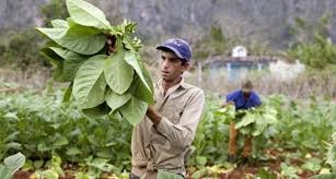 tabaco20202.jpg