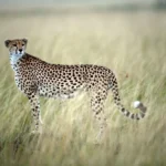 XSM08-KENYA-MIGRACION-NUS.webp.webp