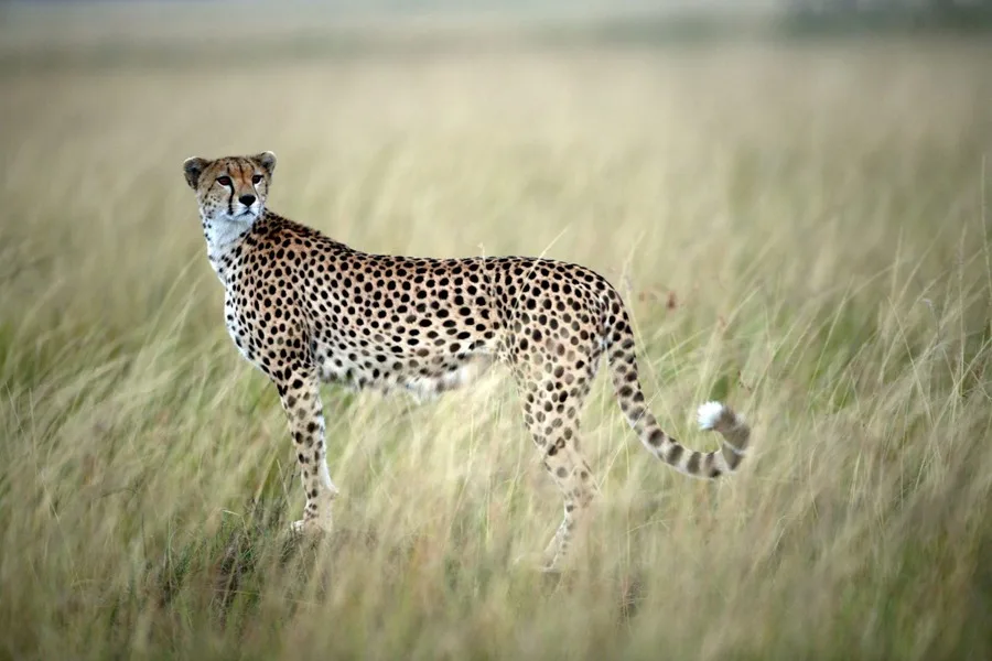 XSM08-KENYA-MIGRACION-NUS.webp.webp