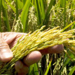 siembra-de-arroz-1200×630.jpg