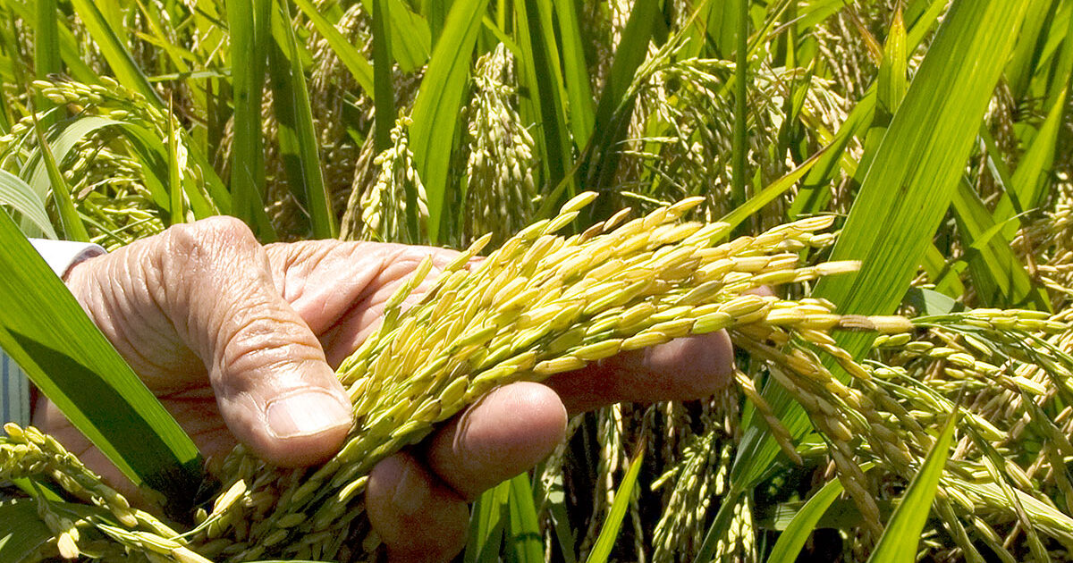 siembra-de-arroz-1200×630.jpg