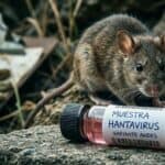 Rata junto a frasco con muestra de hantavirus en entorno natural.