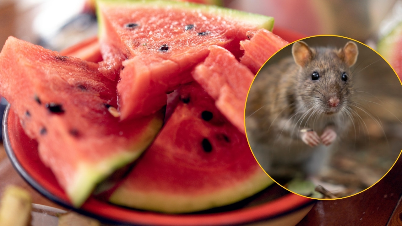 Cuatro-miembros-de-una-familia-mueren-tras-comer-sandia-contaminada-con-veneno-para-ratas.jpg