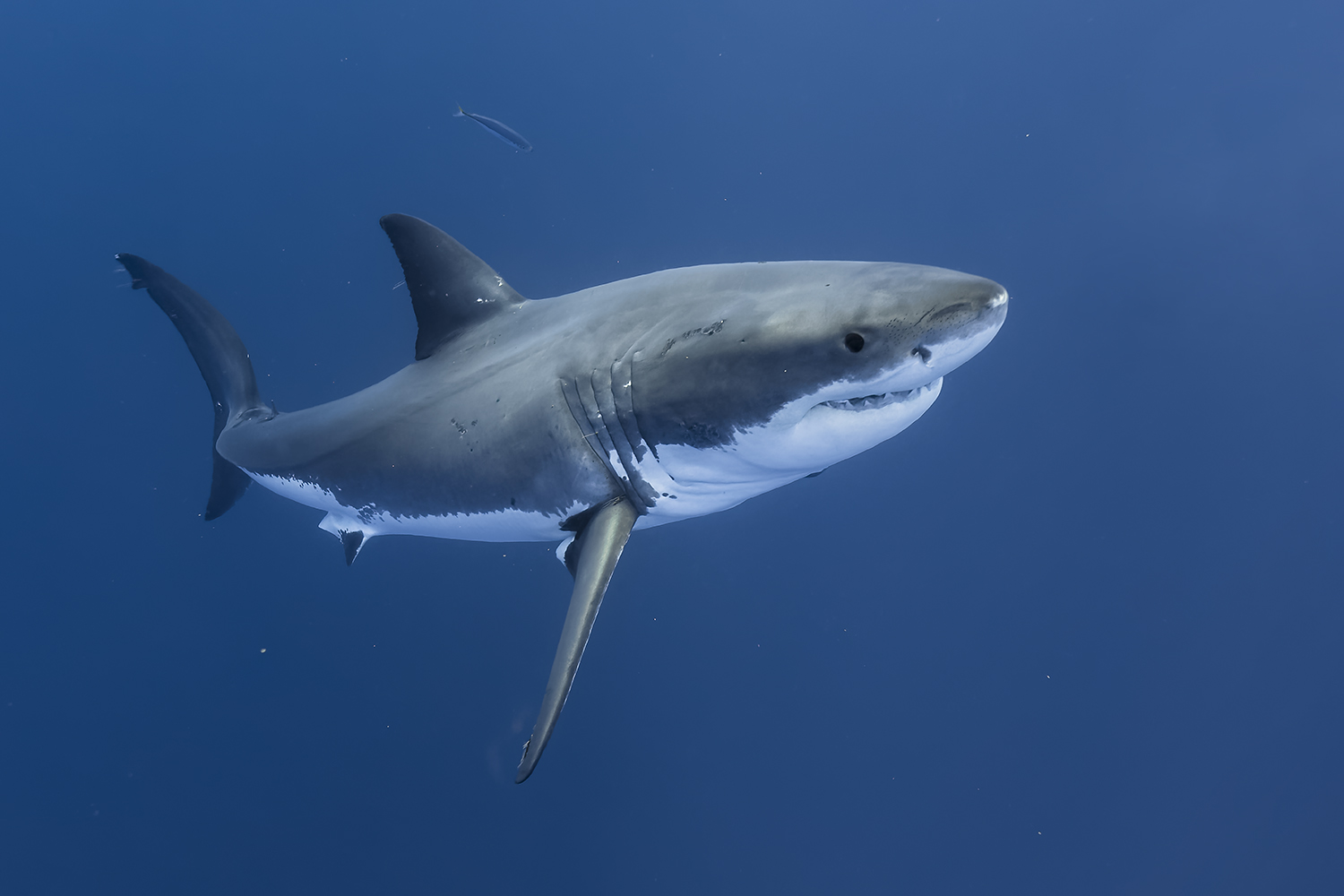 REQUIN-BLANC_AP5A9973_FGUERIN.jpg