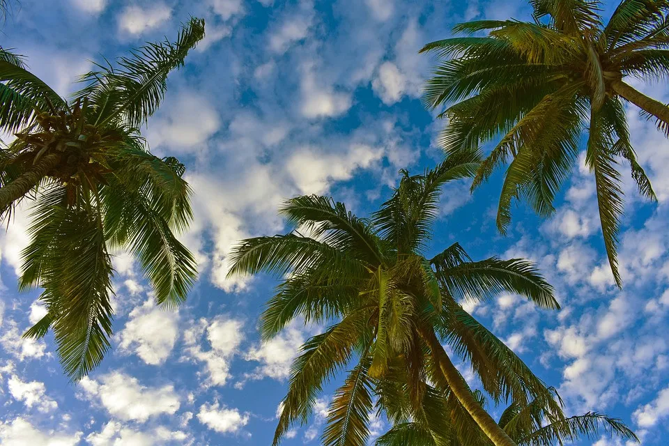 soleado-dia.webp.webp