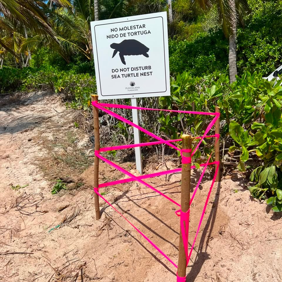 ¡Un-record-historico-para-celebrar-🐢💚Por-primera-vez-la-Fundacion-Puntacana-registra-un-reco.jpg