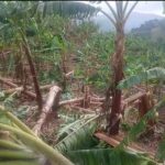 ventarron-causa-danos-en-cultivos-y-viviendas-en-el-cibao-98f913b2-focus-0-0-896-504.jpeg